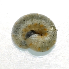 Cimbicidae