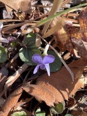 Viola walteri