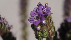 Phacelia crenulata minutiflora