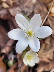 Hepatica americana