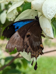 Papilio ulysses