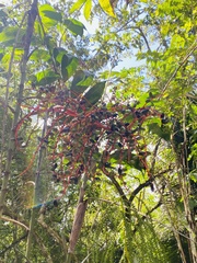 Chamaedorea tepejilote