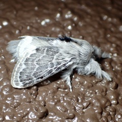 Apotolype brevicrista