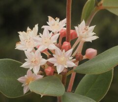 Pomaderris myrtilloides