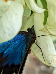 Papilio ulysses