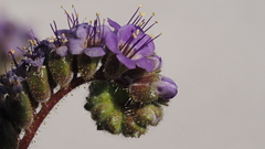 Phacelia crenulata minutiflora