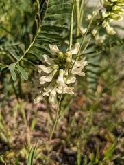 Astragalus pomonensis