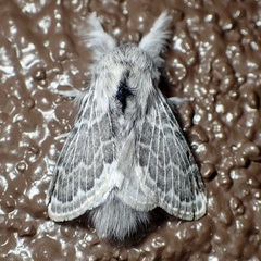Apotolype brevicrista
