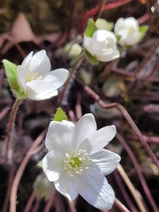Hepatica americana