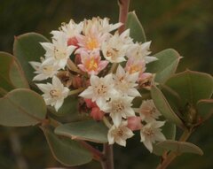 Pomaderris myrtilloides