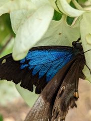 Papilio ulysses