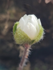 Hepatica americana