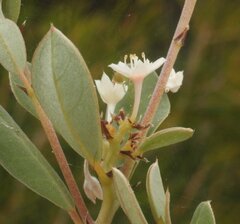 Pomaderris myrtilloides