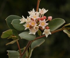 Pomaderris myrtilloides