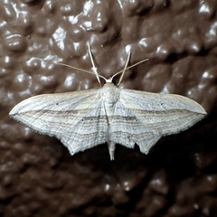 Arcobara multilineata