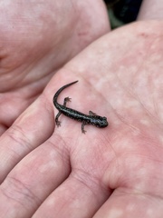 Plethodon grobmani