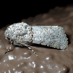 Sympistis perscripta