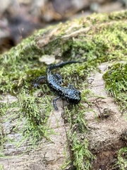 Plethodon grobmani