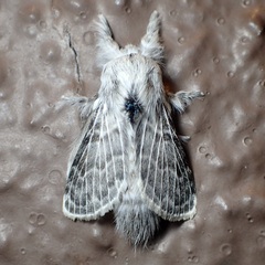 Apotolype brevicrista
