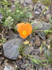 Sphaeralcea coulteri