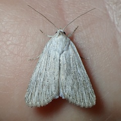 Catabena lineolata
