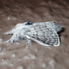 Apotolype brevicrista
