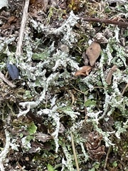 Cladonia bellidiflora