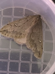 Paleacrita merriccata