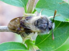 Cimbicidae