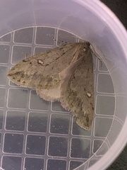 Paleacrita merriccata