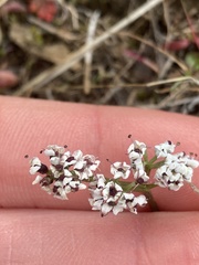 Lomatium gormanii