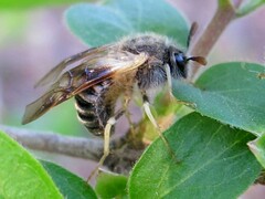 Cimbicidae