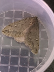 Paleacrita merriccata