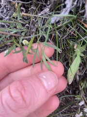 Lomatium gormanii
