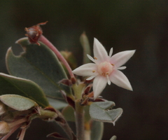 Pomaderris myrtilloides