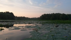 Nelumbo lutea