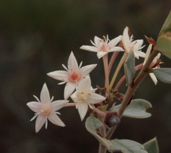 Pomaderris myrtilloides