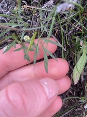 Lomatium gormanii