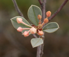 Pomaderris myrtilloides