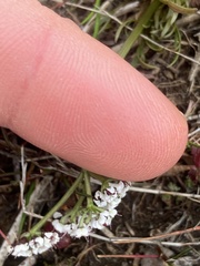 Lomatium gormanii