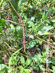 Phytolacca rivinoides