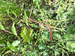 Phytolacca rivinoides