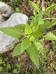 Verbesina virginica