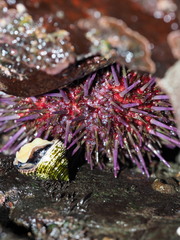 Strongylocentrotidae