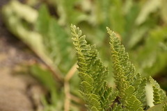 Polystichum andinum