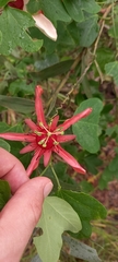 Passiflora aurantia