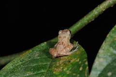 Diasporus diastema