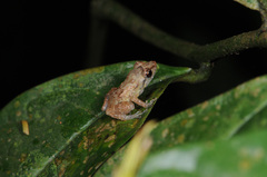 Diasporus diastema
