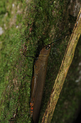 Copiocera