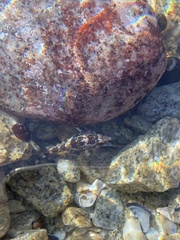 Oligocottus rubellio